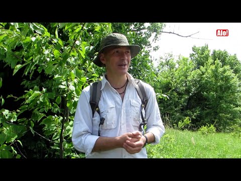 BIZARNI VLAŠKI OBIČAJI: Pred odlazak u rat, muškarac bi zadnjicom brao lešnike