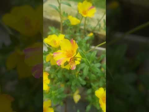 Beautiful Flowers 💐 😍