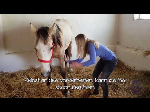 MUSTANG MAKEOVER 2018 // Update 1 TAG 4243 - Ankunft bei Sina Lippe