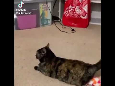 The Rose Toy Meme