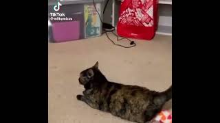 I’m using my rose toy