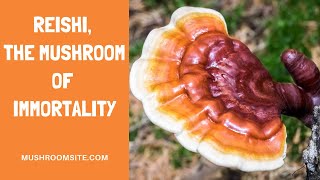 The Four Top Health Benefits of Reishi Mushrooms