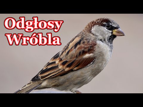 Odgłosy wróbla - dźwięki jakie wydaje wróbel