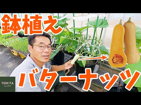 バターナッツスカッシュ 植物