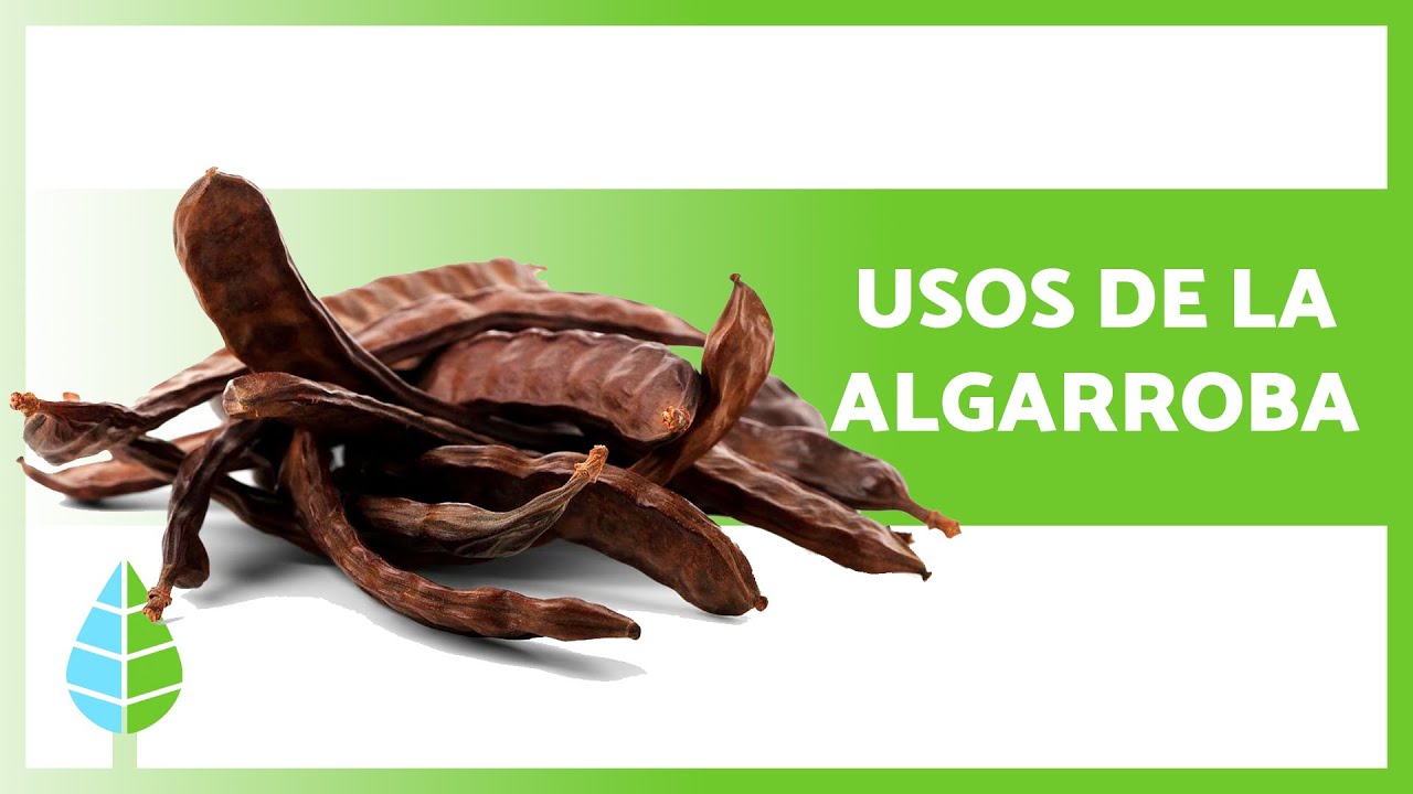¿Qué es la algarroba y para qué sirve? LIB ASK