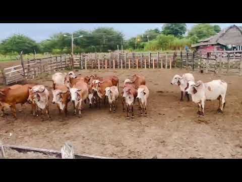 Gyr lechero en santa ana Magdalena #ganado 