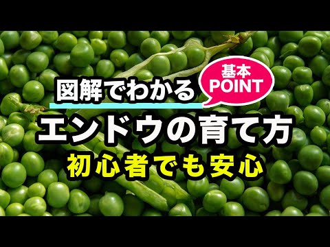 豆の種まきの時期と方法 インゲン バケツ ポケ畝 2023 家庭菜園 