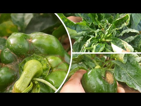 My Bell Pepper Problem and Diseases