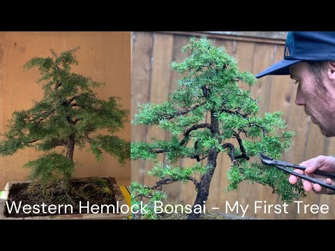 Yamadori Hemlock Bonsai Evolution