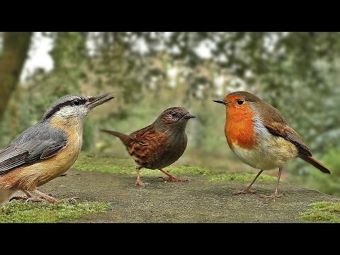 Vidéos Pour Les Chats à Surveiller - Petits Oiseaux