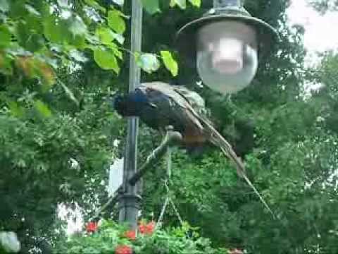 Ein Pfau beim Schloß Jever - Was man so an einem Regentag tut