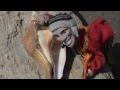 AKIM "Beach Bum Anthem" Official Music Video ...