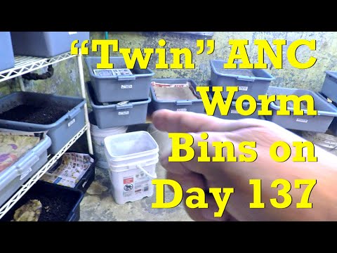 ANC worm bins corrected from being overly damp to being just right - vermicompost