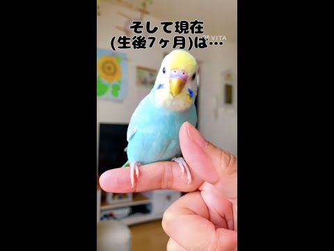 七色のインコ - 定義