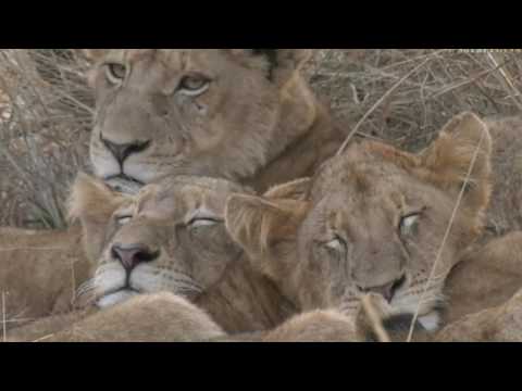 June 16, 2017  - Sunrise -  Look who is back on Djuma!