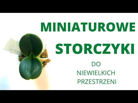 , title : 'Miniaturowe storczyki do niewielkich przestrzeni.'