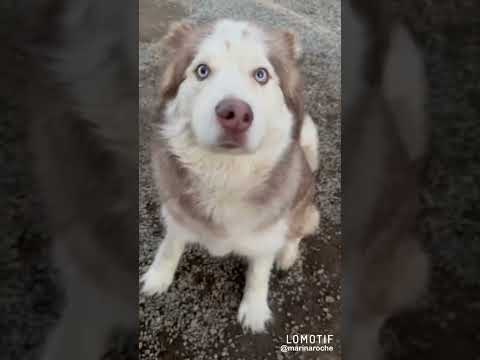 Yogi Bear, an adopted Alaskan Malamute & Siberian Husky Mix in Bellevue, WA_image-1