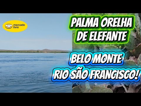 RIO SÃO FRANCISCO! Fomos a Belo Monte Alagoas, 2 Mil Mudas de Palma orelha de Elefante!