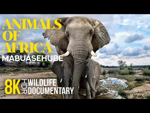 8K HDR Amazing African Wildlife - #7 | Interesting Facts about Animals of Mabuasehube Area, Botswana