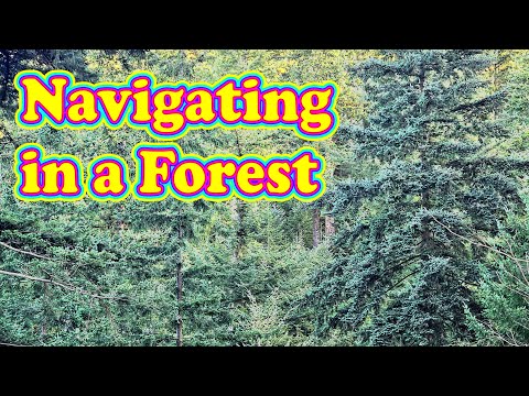 THIS is how to navigate in a forest – correctly