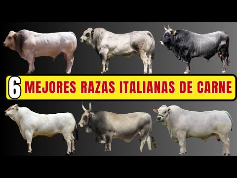 , title : 'Las 6 mejores razas de ganado de carne desarrolladas en Italia.'