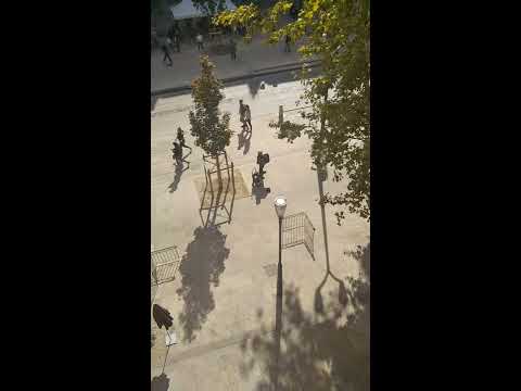 フランスの庭園にはどの植物が適していますか?プロヴァンスの小さな城のような空間を作るための 5 つ以上のアイデア  庭園