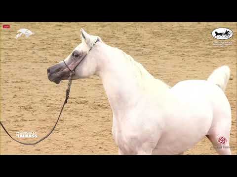 N 174 JULAIBEEB AL FAHED   6th Qatar Nat  Arabian Peninsula HS for individual Owners   Stallions 4 6