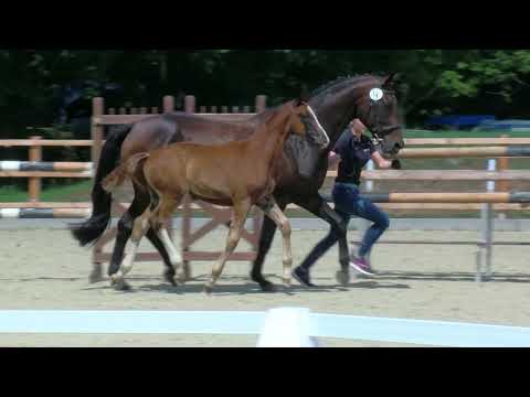 Hf v Belissimo M x Royal Blend x Darling 2019