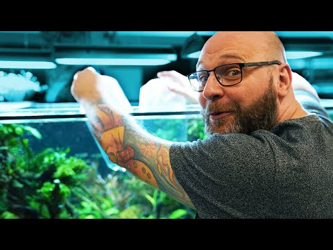 Fantastische Fische für das 1000 Liter AFRIKA AQUARIUM