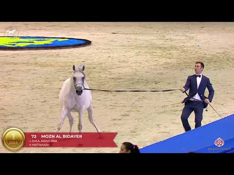 N 72 MOZN AL BIDAYER   Dubai Arabian Horse Show 2020   Senior Mares championship Class 17