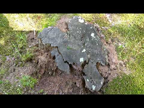 Old, Moldy Tree Stump Attracts Carpenter Ants in Colts Neck, NJ