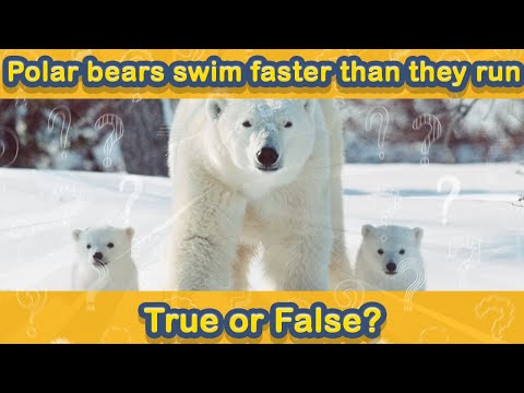 Challenge Yourself! True OR False Pub Trivia No. 46