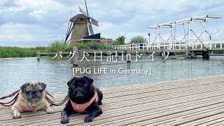 【犬の旅】ユネスコ世界遺産19基の風車群 | The Windmills of Kinderdijk The Netherlands | Trip with PUG DODS【パグ犬 炭鈴】
