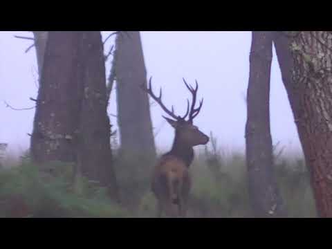 Chasse du cerf au brame dans les Landes