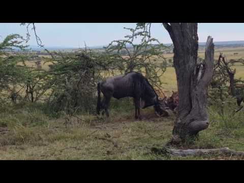 Wildebeest stuck together eaten alive