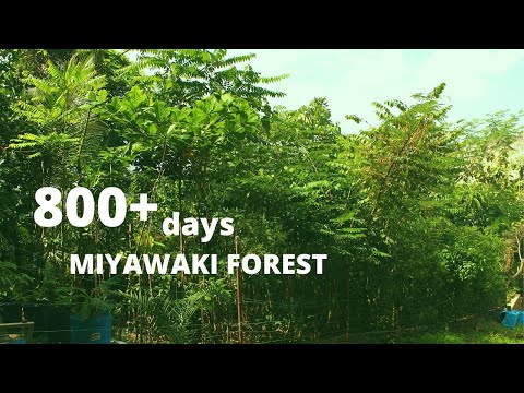 , title : '800 + days old Miyawaki forest| First Miyawaki Forest | Crowd Foresting |Stimulating Natural Forests'
