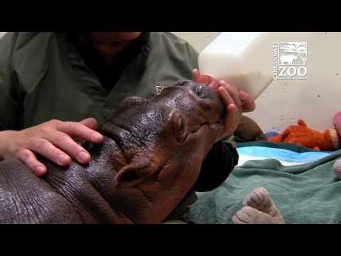 Premature Baby Hippo Fiona Gets a Bigger Bottle - Cincinnati Zoo