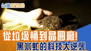 黑水虻變身科技材料！外殼竟可導電，能做電池甚至半導體？一公斤蟲吃四公斤垃圾！黑水虻成「生物吃貨 」 把廢棄物變黑金能源│主播 苑曉琬│【台灣新思路】20251210│三立iNEWS