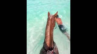 Download lagu horse's paradise in sunny Indonesia. 😍 🐴📽 📍 Sumba Island, Indonesia mp3 Download lagu horse's paradise in sunny Indonesia. 😍 🐴📽 📍 Sumba Island, Indonesia mp3