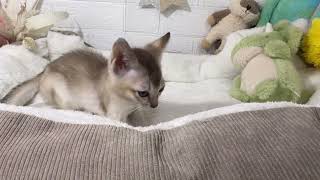シンガプーラの動画01