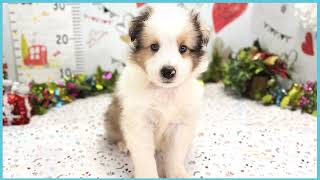 ペットショップCOO&RIKU No00703821(シェットランドシープドッグ)