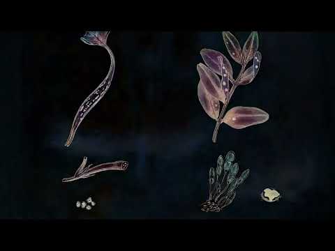 DSNGDMANN - Surviva  /#ART21DRC004 Video - Dietriangle