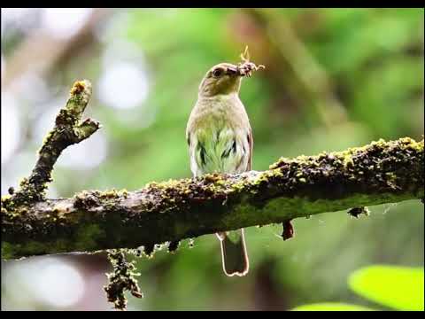 Niltava sťahovavá (Cyanoptila cyanomelana) — hlas a správanie v prírode