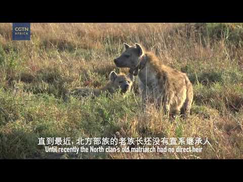 How Waffles the Hyena lost the matriarchy