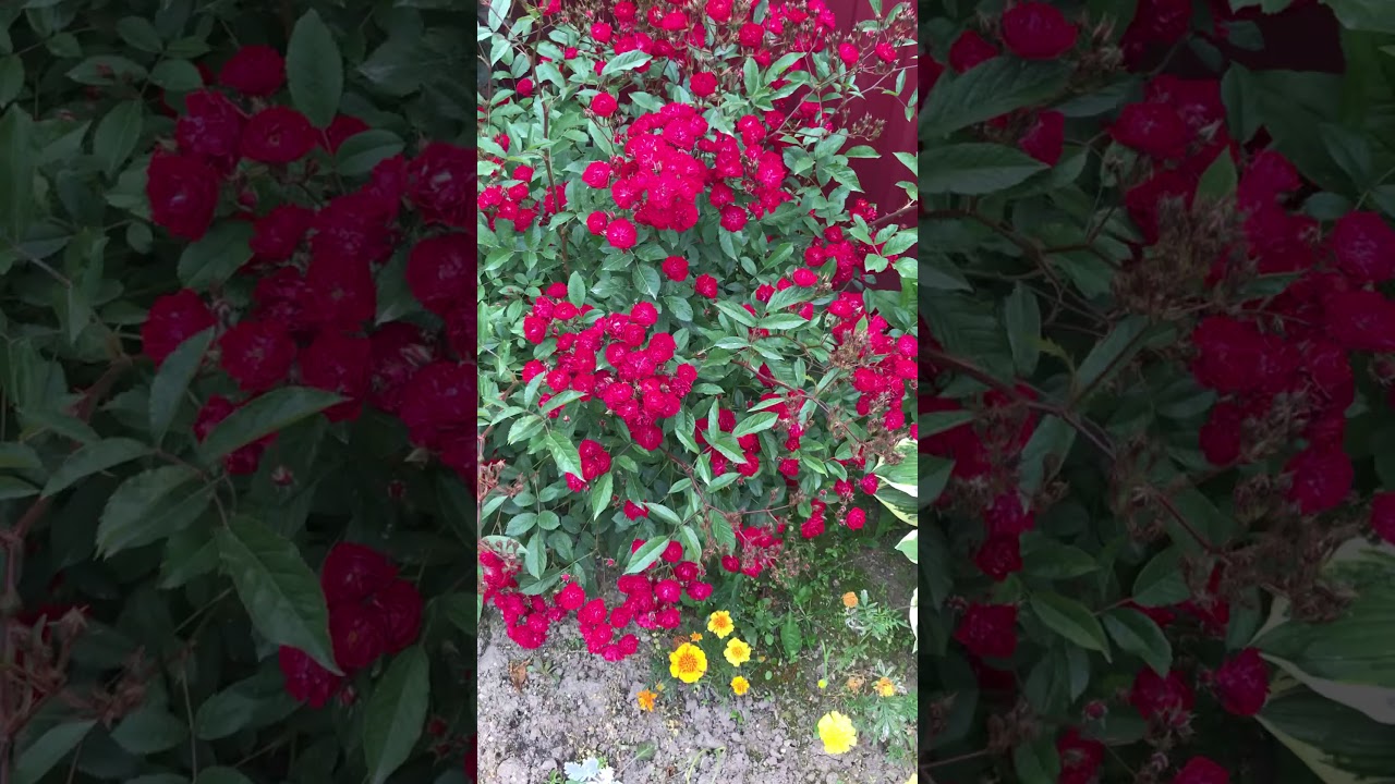 Роза Red Fairy (Ред фейри)