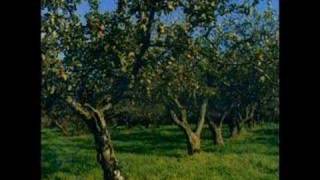 The Orchard - Bracken