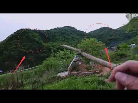 龜年鶴壽