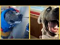 Perros, Gatos y más animales domésticos 7 Video thumbnail