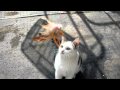 Cat Catch W Background Music Walang Kaliwaan
