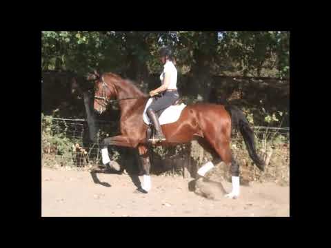 QURINIO 7j. v. Quintender - Accord II VB 12.000,- Euro